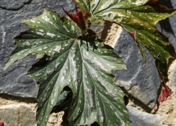 Beleza da Begônia Asa-de-Anjo, cuidados e manutenção