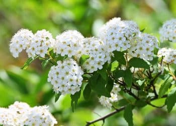 Buquê -de-noiva, beleza e elegância em forma de planta