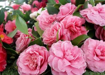 A beleza encantadora da flor Camélia