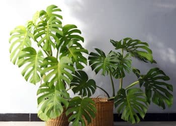 Costela-de-Adão, a queridinha da decoração moderna