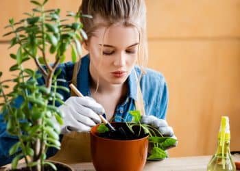 Sombra e água fresca? 5 plantas que adoram áreas sombreadas