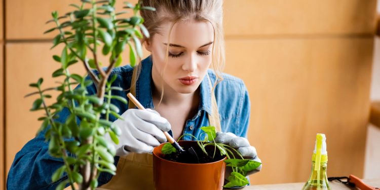 Sombra e água fresca? 5 plantas que adoram áreas sombreadas