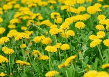 Dente-de-leão, conheça a planta e seus benefícios