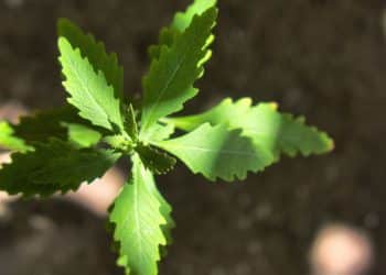 Mastruz, como cultivar e aproveitar seus benefícios