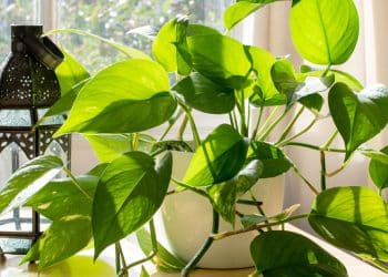 Plantas ornamentais para ambientes elegantes