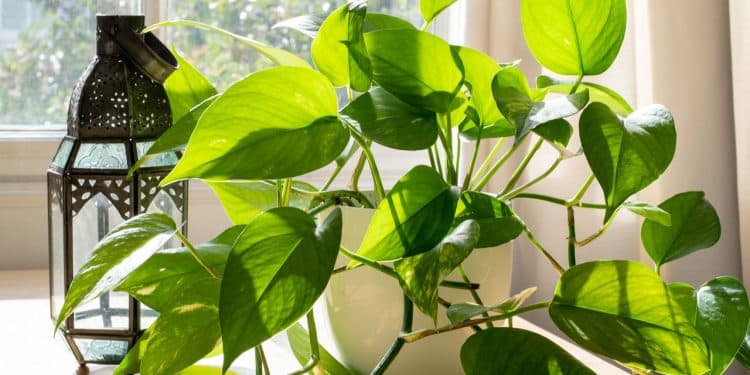 Plantas ornamentais para ambientes elegantes