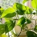 Plantas ornamentais para ambientes elegantes