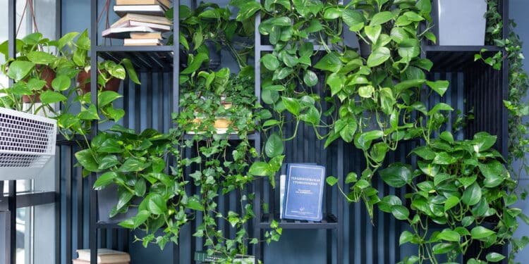 5 plantas para purificarem o ar da sua casa