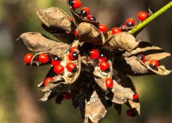 Perigo silencioso, conheça 8 plantas tóxicas