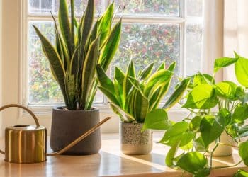 16 plantas que estarão em alta em 2025