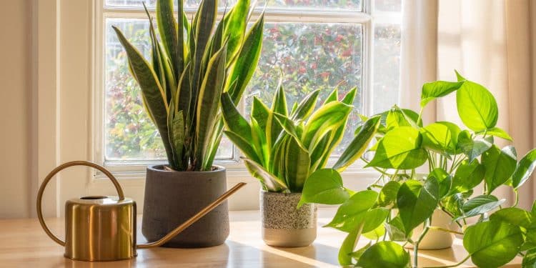 16 plantas que estarão em alta em 2025