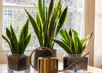 O toque verde no minimalismo, plantas com seu estilo de vida