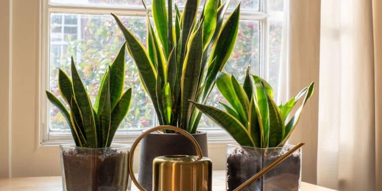 O toque verde no minimalismo, plantas com seu estilo de vida