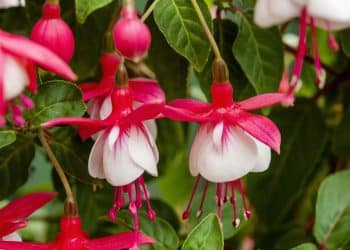 Aprenda a cultivar o Brinco de Princesa e crie um jardim vibrante