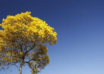 5 plantas nativas do Brasil para cultivar em casa