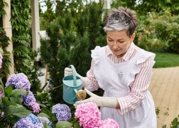 O encanto da Hortênsia, uma flor para todos os gostos!