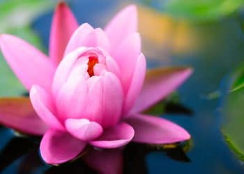 Lótus Sagrado, pureza e espiritualidade! Dicas para cultivá-lo em seu jardim