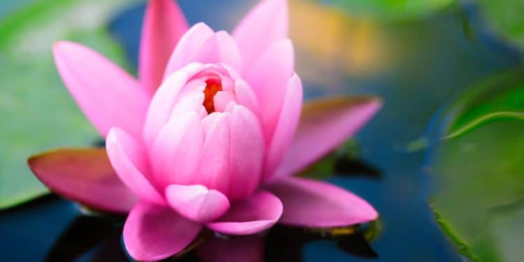 Lótus Sagrado, pureza e espiritualidade! Dicas para cultivá-lo em seu jardim