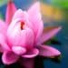 Lótus Sagrado, pureza e espiritualidade! Dicas para cultivá-lo em seu jardim
