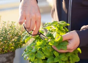 Melissa, uma planta múltipla para a saúde e o bem-estar