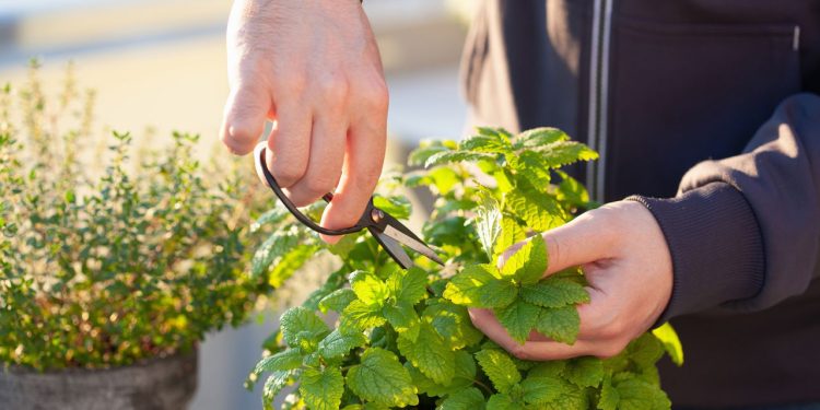 Melissa, uma planta múltipla para a saúde e o bem-estar