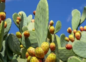 Opuntia ficus-indica, o poder nutracêutico de uma planta milenar