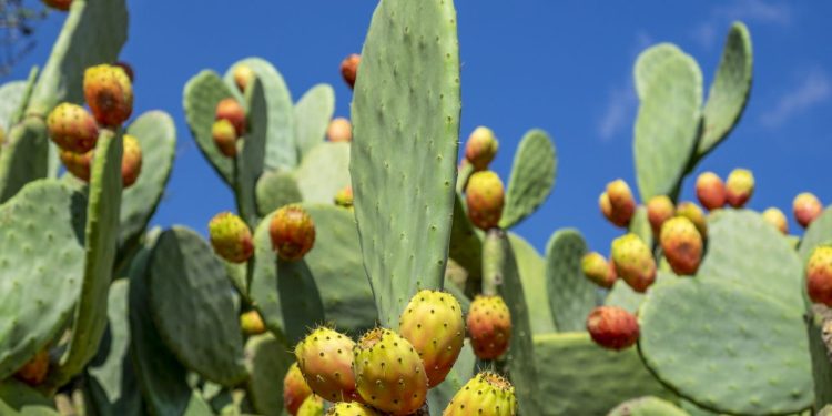 Opuntia ficus-indica, o poder nutracêutico de uma planta milenar