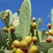 Opuntia ficus-indica, o poder nutracêutico de uma planta milenar