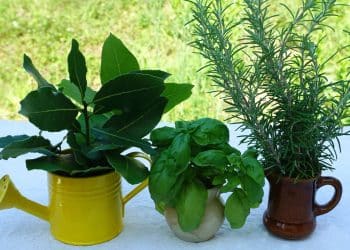 6 plantas que perfumam e repelem os insetos do seu jardim