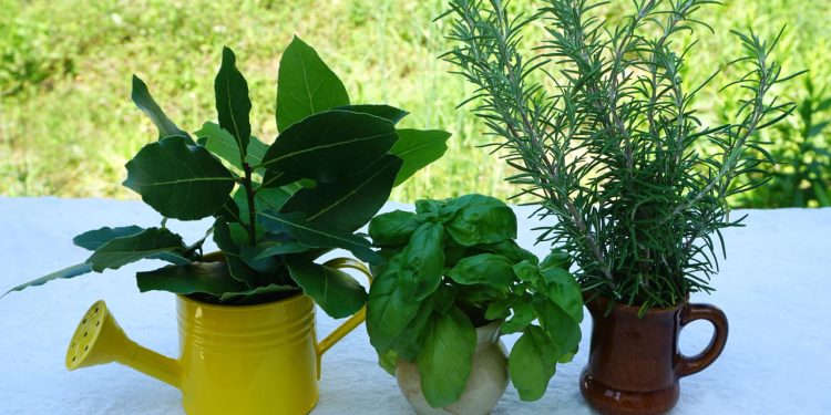 6 plantas que perfumam e repelem os insetos do seu jardim