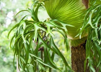 Chifre-de-veado, beleza escultural e facilidade no cultivo