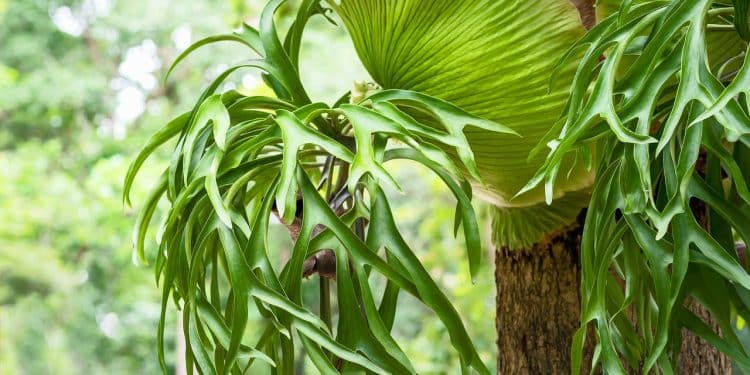 Chifre-de-veado, beleza escultural e facilidade no cultivo