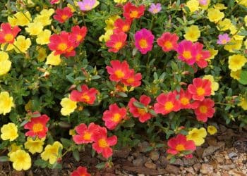 Revitalizando canteiros com plantas rasteiras