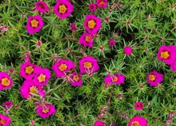 Onze-horas, a beleza resistente que floresce ao sol