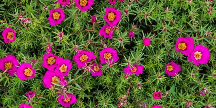Onze-horas, a beleza resistente que floresce ao sol