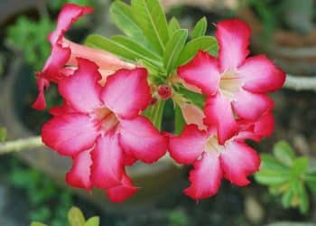 Desvendando a beleza da rosa-do-deserto, dicas de cuidado e cultivo