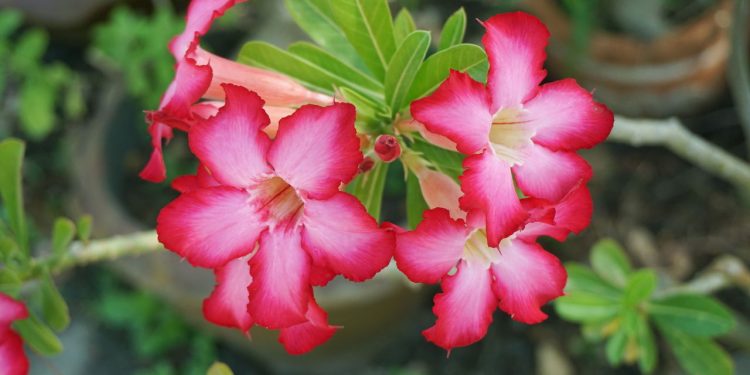 Desvendando a beleza da rosa-do-deserto, dicas de cuidado e cultivo