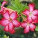 Desvendando a beleza da rosa-do-deserto, dicas de cuidado e cultivo