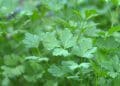 Como cultivar salsa em casa? Guia completo para uma colheita perfeita