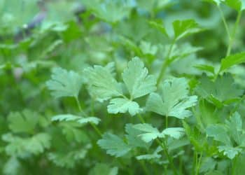 Como cultivar salsa em casa? Guia completo para uma colheita perfeita