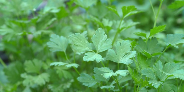 Como cultivar salsa em casa? Guia completo para uma colheita perfeita