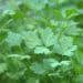 Como cultivar salsa em casa? Guia completo para uma colheita perfeita