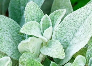 Conheça o Peixinho da horta, uma opção nutritiva e ecológica