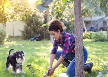 Conheça 5 plantas que são tóxicas para seus pets