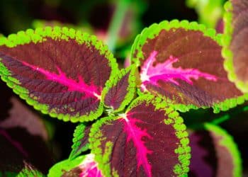 Cultivo do coração-magoado, dicas para uma planta saudável e bonita