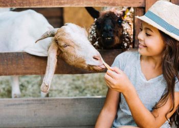A desobediência, as cabras e as crianças