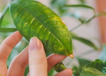 Diagnóstico das folhas, aprenda a identificar problemas nas plantas