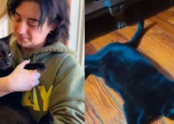 Gato é devolvido para abrigo por ser muito “dengoso” e ganha desfecho emocionante