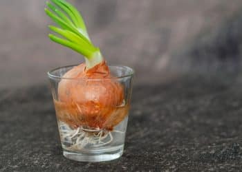 Jardim em um copo! Plantas, flores e vegetais que germinam em água