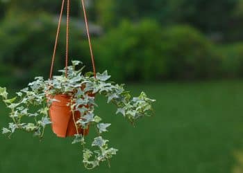 Hera, a planta que purifica o ar e decora seu lar